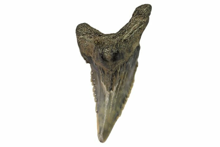Lower Shark Tooth Fossil (Hemipristis) - Virginia #102128